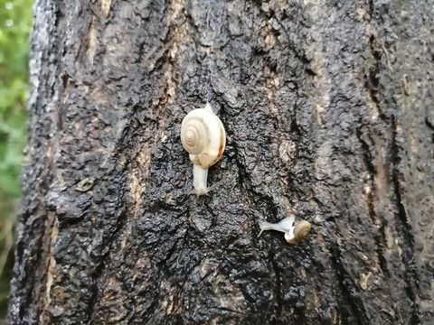 雨后蜗牛特写