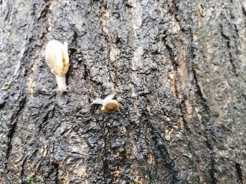 雨后蜗牛特写