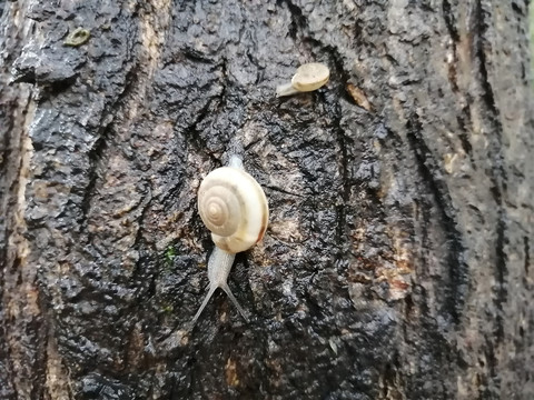 雨后蜗牛特写