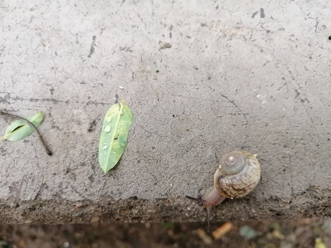 雨后蜗牛特写