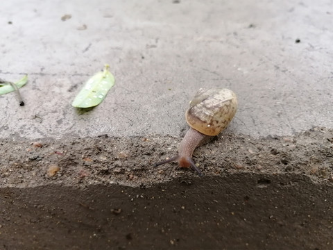 雨后蜗牛特写