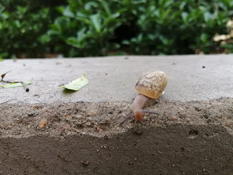 雨后蜗牛特写