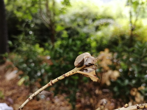 雨后蜗牛特写