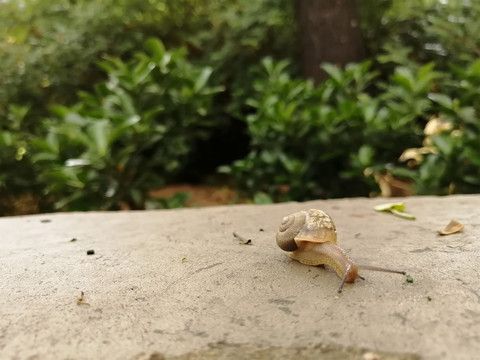 雨后蜗牛特写