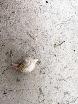 雨后蜗牛特写