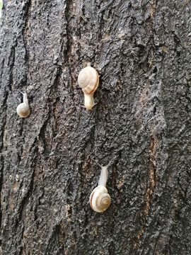 雨后蜗牛特写