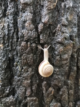 雨后蜗牛微距特写