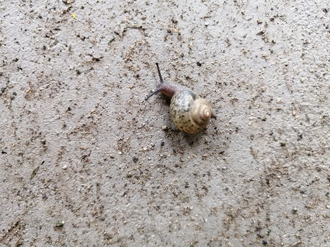 雨后蜗牛微距特写