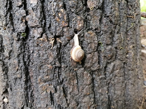 雨后蜗牛微距特写