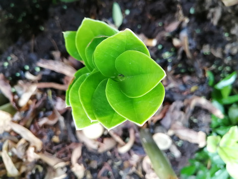 雨后植物枝叶微距特写