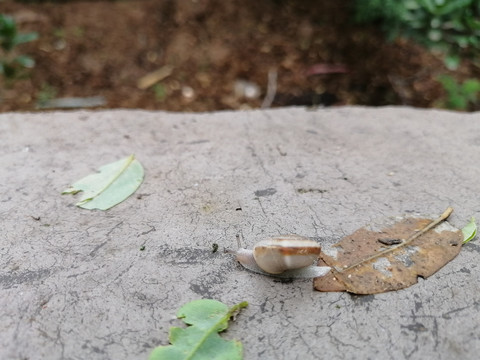 雨后蜗牛微距特写