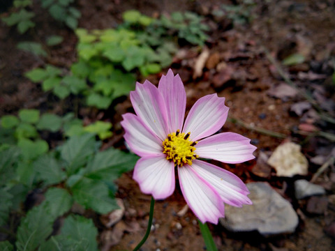 大波斯菊