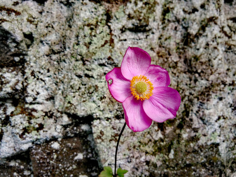 野棉花