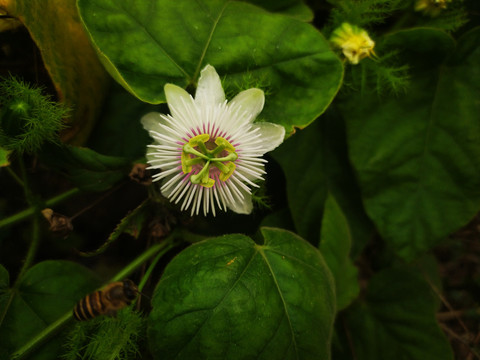 洋酸茄花