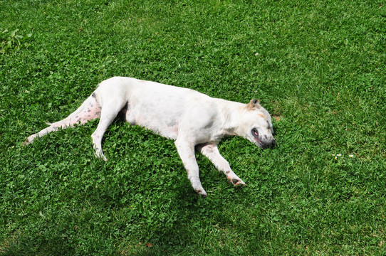 草坪上睡觉的狗