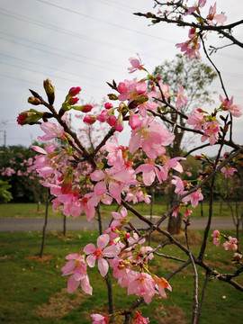 樱花