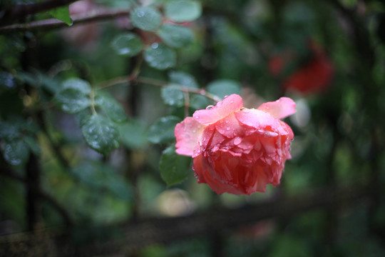 雨后月季