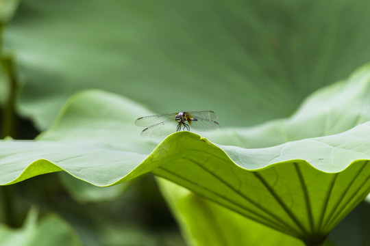 蜻蜓