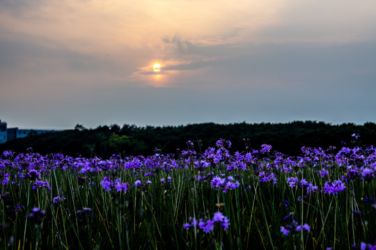 日落时夕阳下的薰衣草