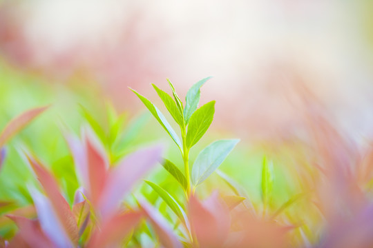 植物灌木