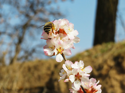 采蜜的蜜蜂