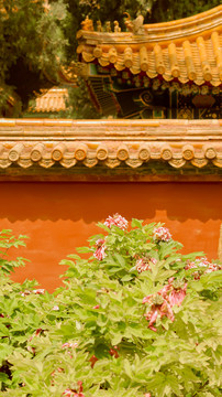 故宫博物院御花园红墙牡丹花