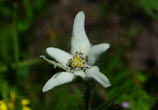 雪绒花