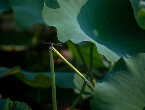 荷葉與蜻蜓