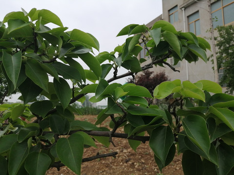 苹果梨树