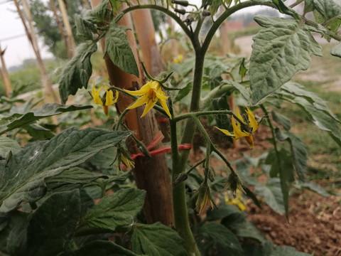 西红柿花