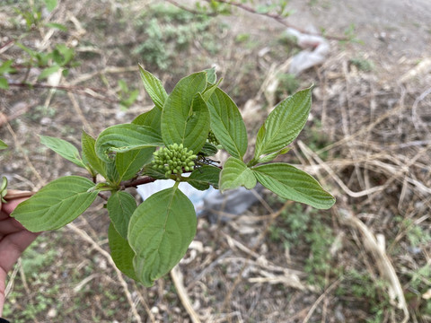 稠李