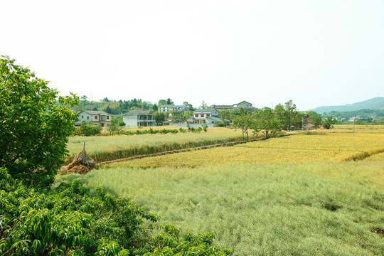 油菜地麦田