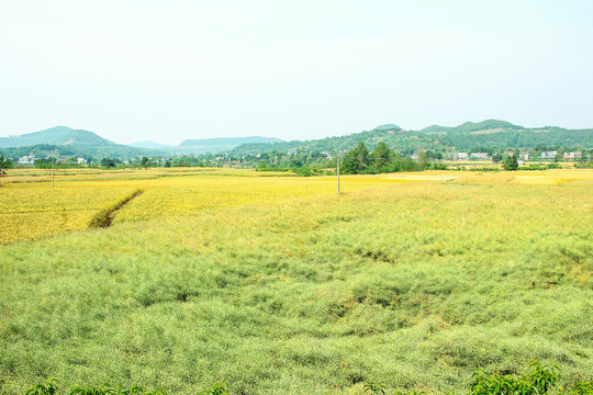 油菜地麦田