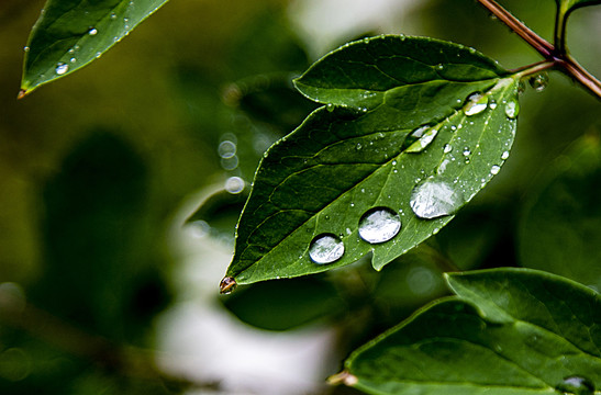 雨中树叶