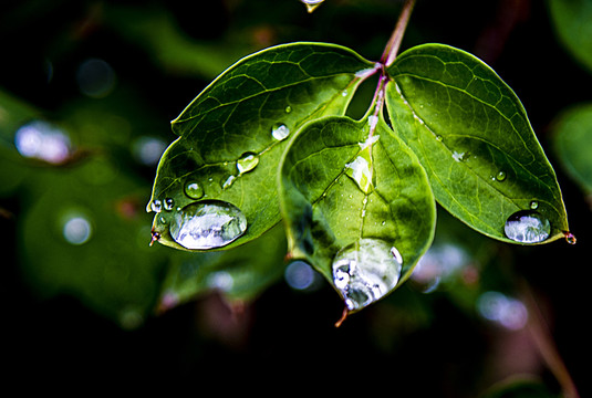 雨中树叶