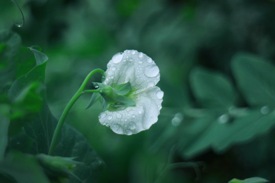 豌豆花