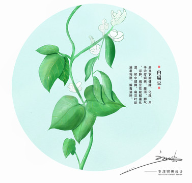 植物手绘