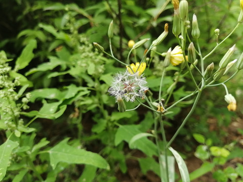 枝叶花草蒲公英