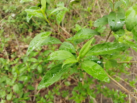 枝叶花草蒲公英