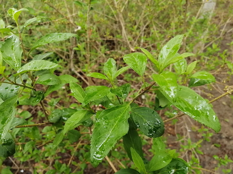 枝叶花草蒲公英