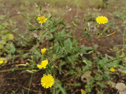 枝叶花草蒲公英