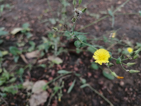 枝叶花草蒲公英