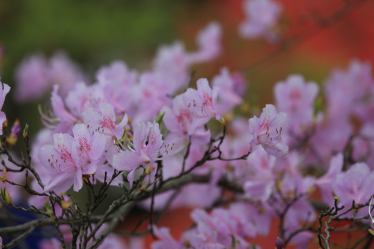 杜鹃花