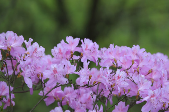 杜鹃花