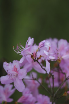 杜鹃花