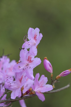 杜鹃花