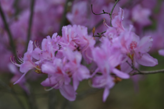 杜鹃花