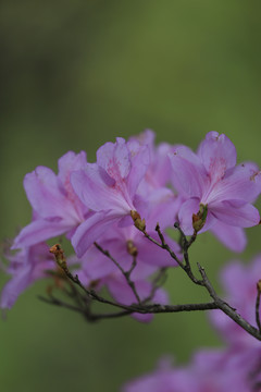 杜鹃花