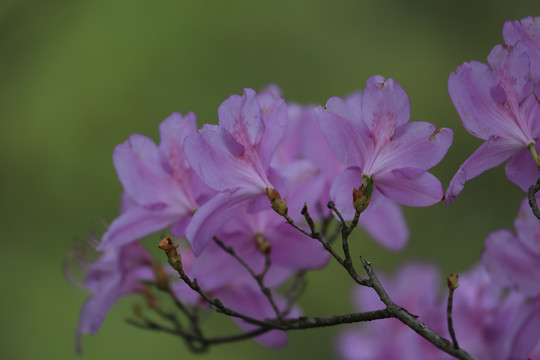 杜鹃花