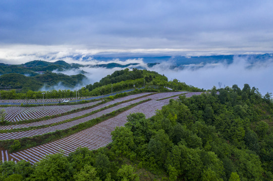 航拍烟田风光